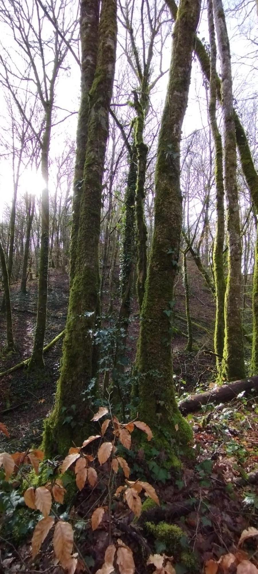 Gite L'Esprit Nature Naucelle المظهر الخارجي الصورة